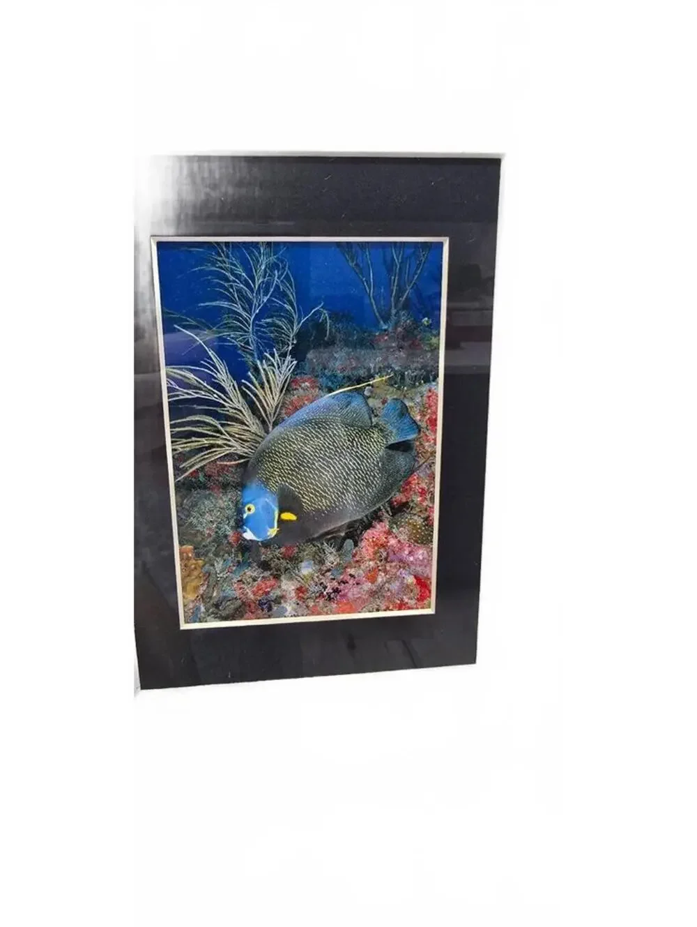 Framed French Angelfish Underwater Photograph by Valda Bromfield